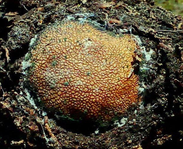 srnka Elaphomyces sp.