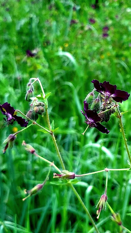 pakost hnedočervený Geranium phaeum L.