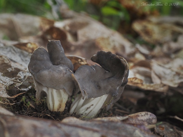 chriapač jamkatý Helvella lacunosa Afzel.