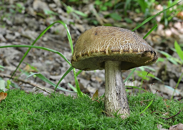 kozák hrabový Leccinum pseudoscabrum (Kallenb.) Šutara