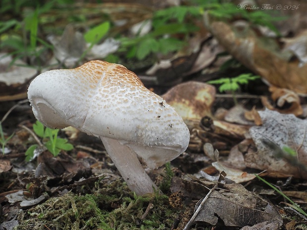 bedlička páchnúca Lepiota cristata Barla