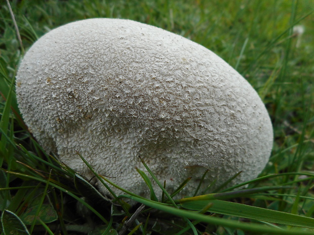 rozpadavec dlabaný Lycoperdon utriforme Bull.