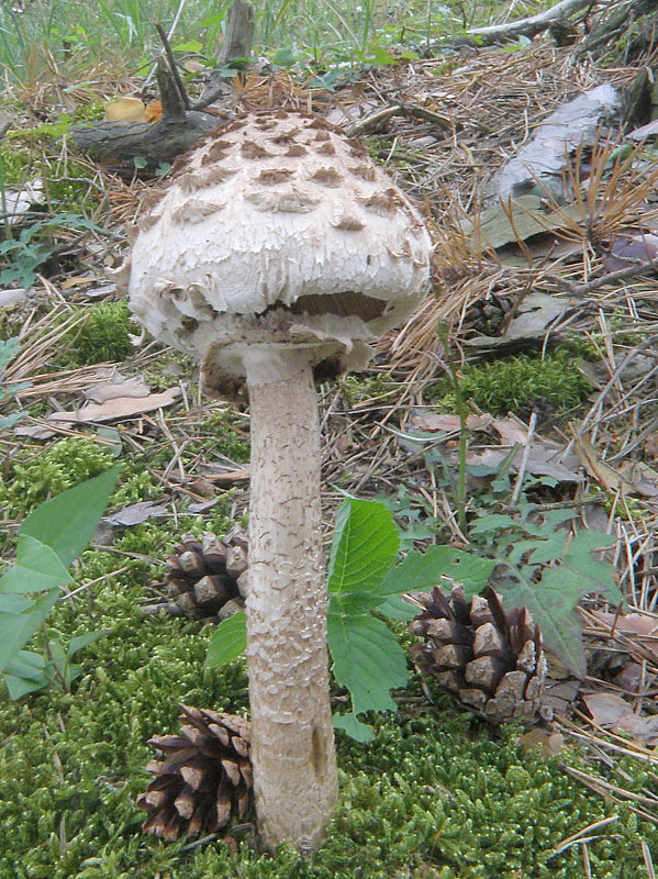 bedľa vysoká Macrolepiota procera (Scop.) Singer