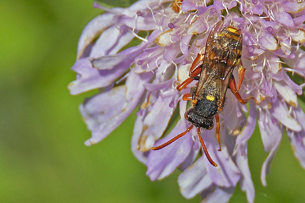 nomáda Nomada bifasciata cf.  Olivier, 1811