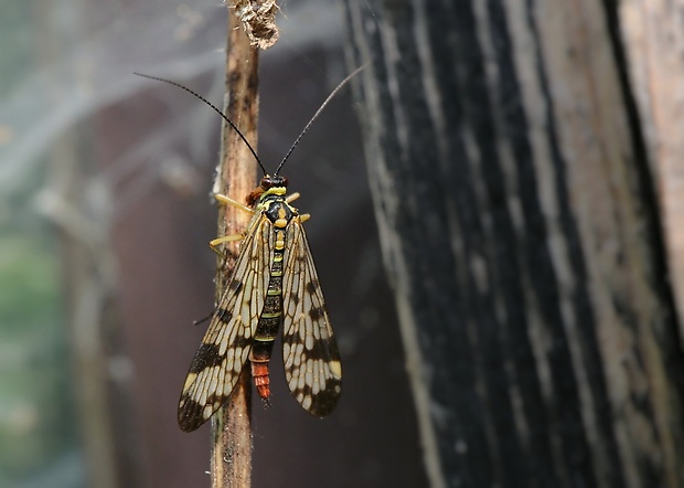 srpica obyčajná Panorpa vulgaris