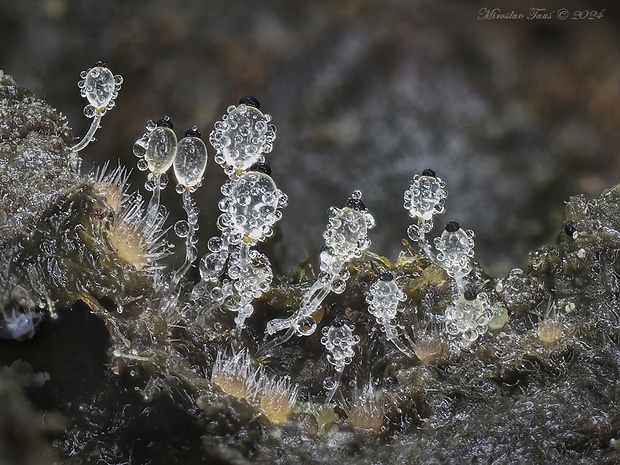 mrštec jagavý Pilobolus crystallinus (F.H. Wigg.) Tode