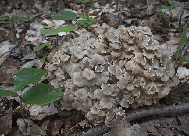 trúdnik klobúčkatý Polyporus umbellatus (Pers.) Fr.