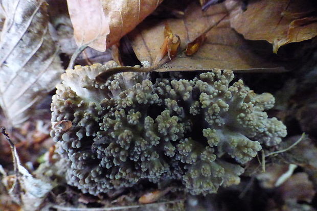 trúdnik klobúčkatý Polyporus umbellatus (Pers.) Fr.