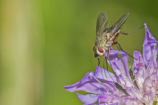 bystruša Prosena siberita (Fabricius, 1775)