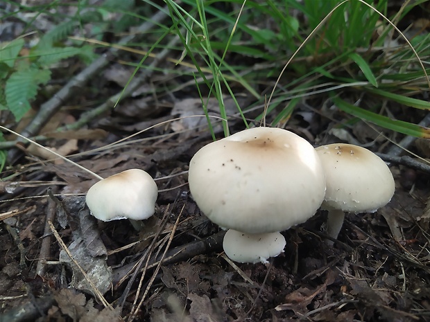 drobuľka Psathyrella sp.