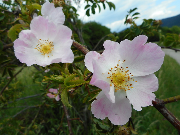 ruža šípová Rosa canina L.