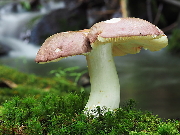 plávka hnedočervená Russula alutacea (Fr.) Fr.