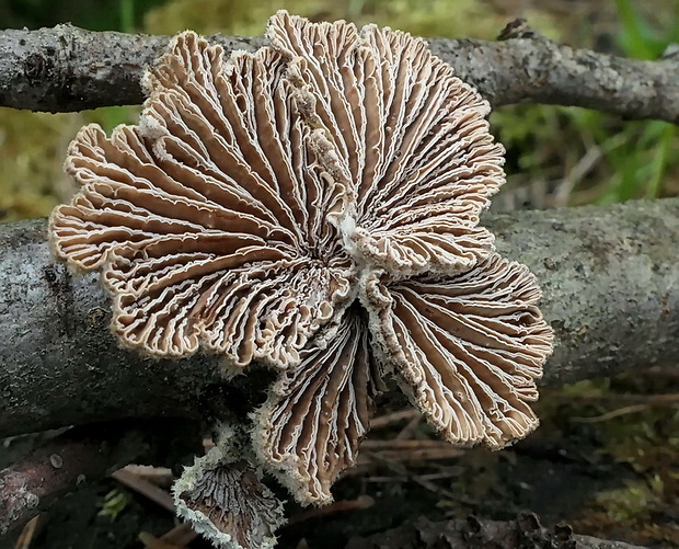 klanolupeňovka obyčajná Schizophyllum commune Fr.