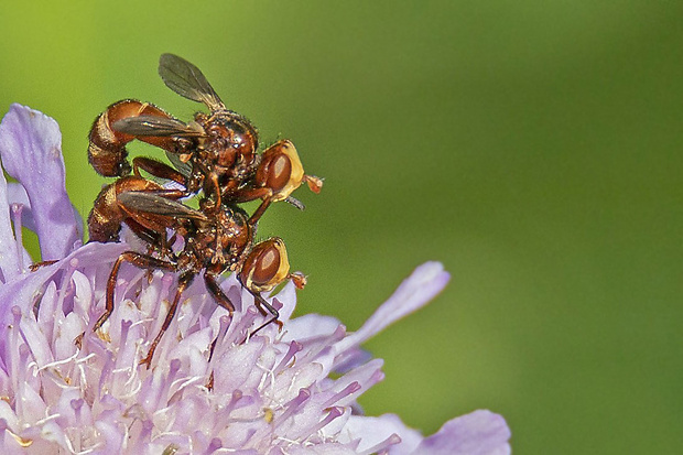 okanka červenohnedá Sicus ferrugineus (Linnaeus, 1761)