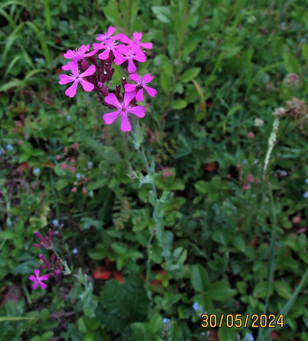 silenka červená Silene dioica (L.) Clairv.