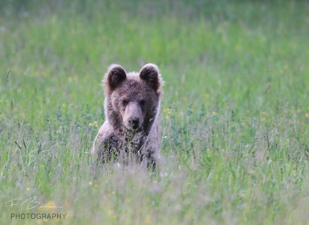 medveď hnedý  Ursus arctos