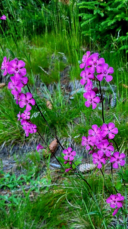 smolnička obyčajná Viscaria vulgaris