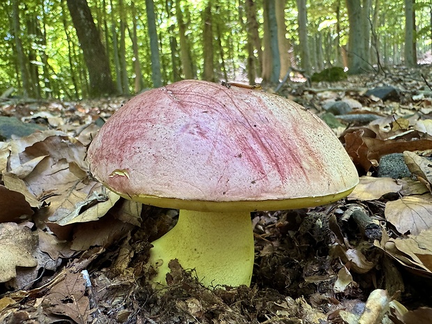 hríb kráľovský Butyriboletus regius (Krombh.) D. Arora & J.L. Frank