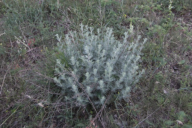 palina poľná Artemisia campestris L.