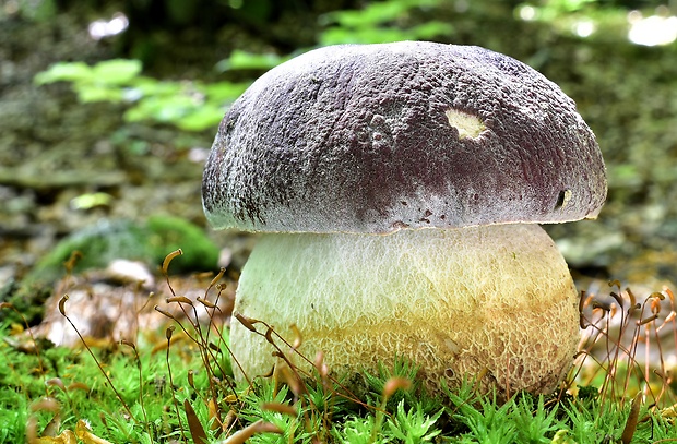 hríb sosnový Boletus pinophilus Pil. et Dermek in Pil.