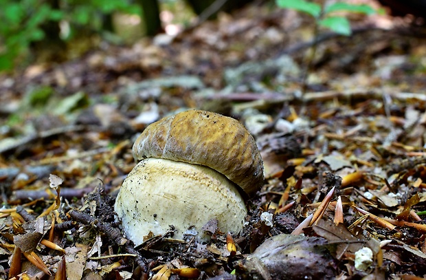 hríb dubový Boletus reticulatus Schaeff.