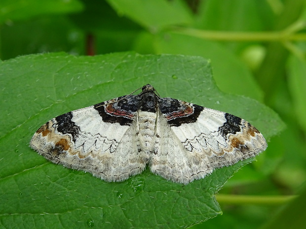 piadivka bučinová Catarhoe cuculata