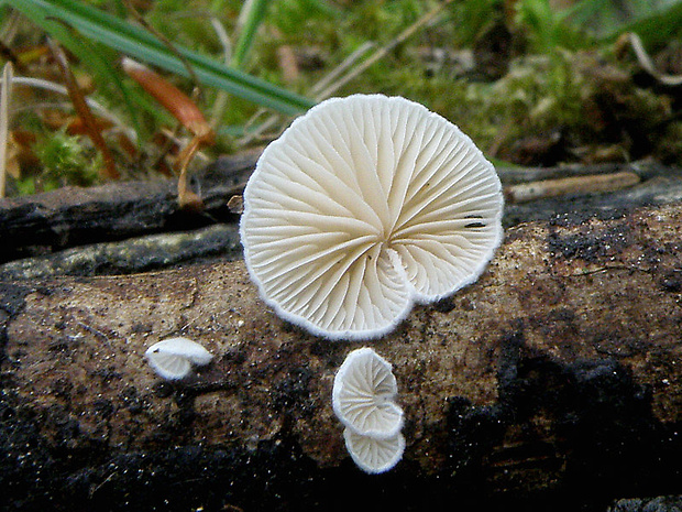 pahliva Crepidotus sp.