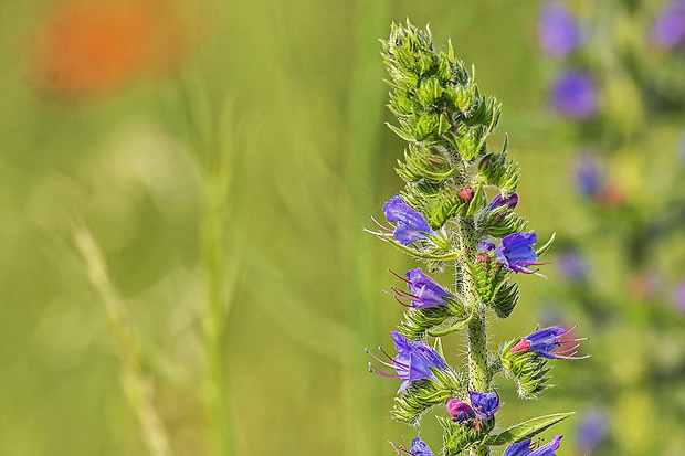 hadinec obyčajný Echium vulgare L.