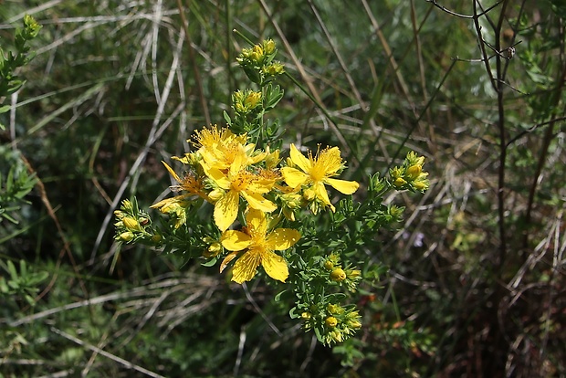 ľubovník bodkovaný Hypericum perforatum L.