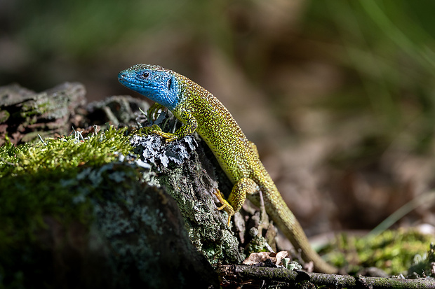 jašterica zelená Lacerta viridis