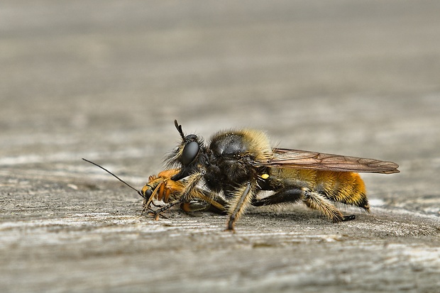 muchárka žltá Laphria flava