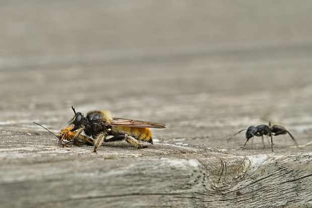 muchárka žltá Laphria flava