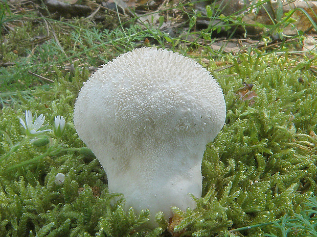 prášnica bradavičnatá Lycoperdon perlatum Pers.