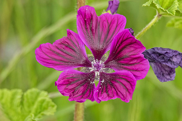 slez maurský Malva mauritiana