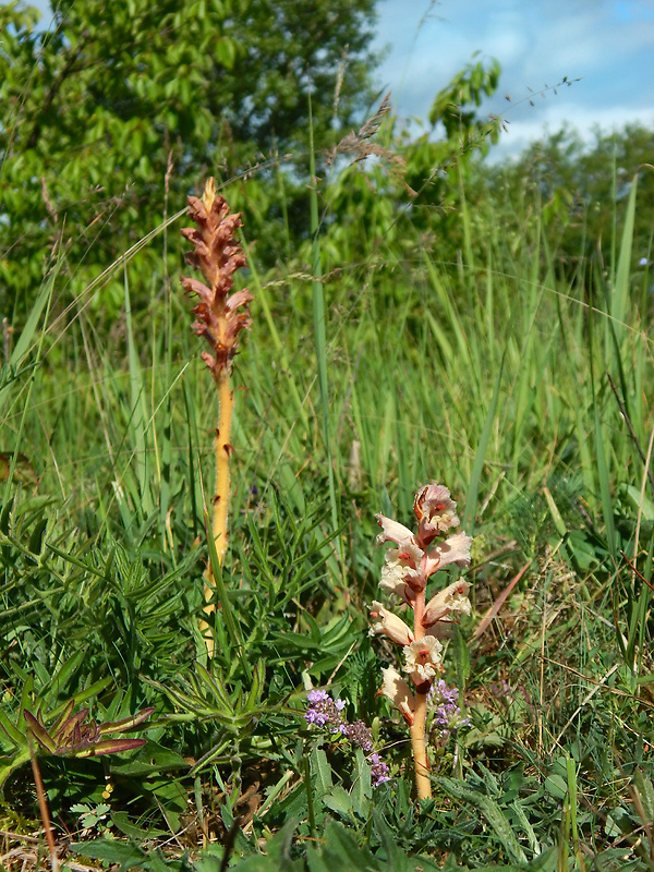 záraza biela Orobanche alba Willd.