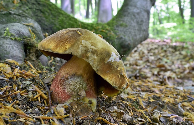 hríb zrnitohlúbikový Sutorius luridiformis (Rostk.) G. Wu & Zhu L. Yang