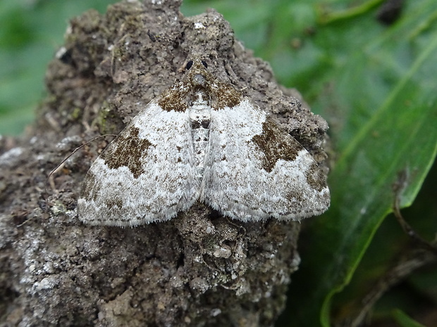 piadivka chrenová Xanthorhoe fluctuata