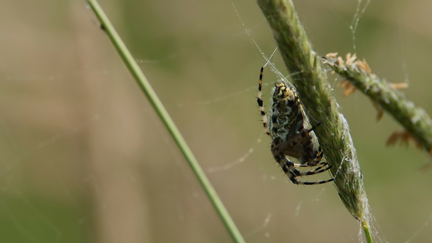 križiak  Araneus diadematus