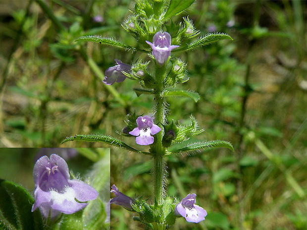 dušovka roľná Acinos arvensis (Lam.) Dandy