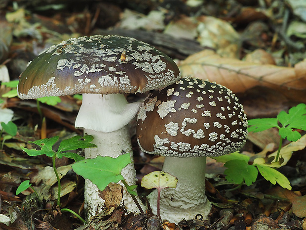 muchotrávka hrubá Amanita excelsa (Fr.) Bertill.