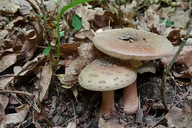 muchotrávka červenkastá Amanita rubescens Pers.