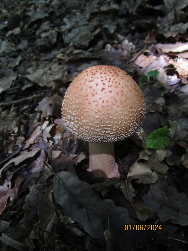 muchotrávka červenkastá Amanita rubescens Pers.