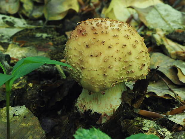 muchotrávka červenkastá Amanita rubescens Pers.