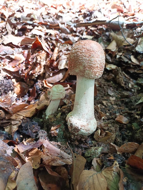 muchotrávka červenkastá Amanita rubescens Pers.