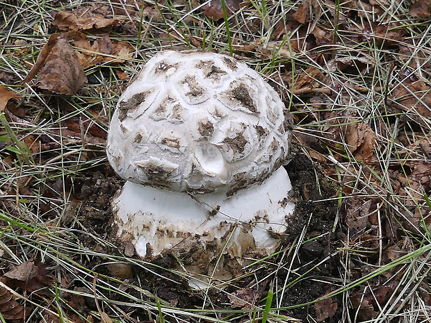 muchotrávka šiškovitá Amanita strobiliformis Gonn. & Rabenh.