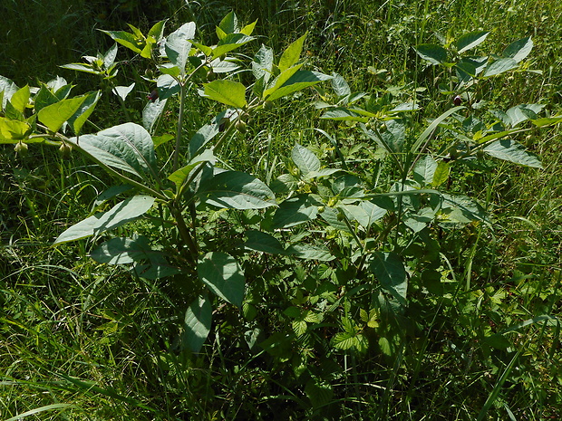 ľuľkovec zlomocný Atropa bella-donna L.