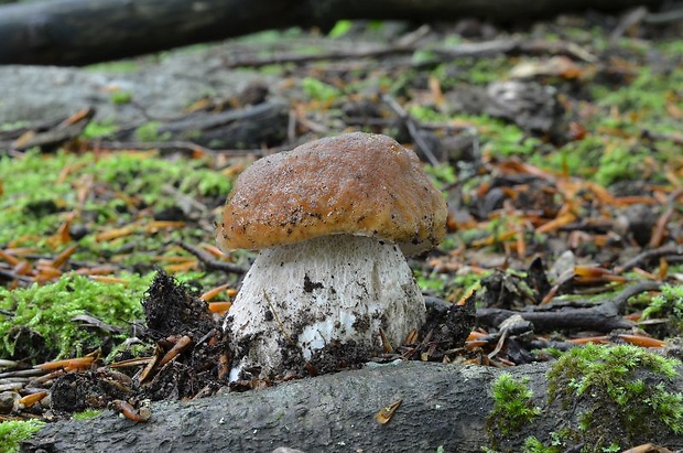 hríb smrekový Boletus edulis Bull.