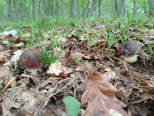 hríb sosnový Boletus pinophilus Pil. et Dermek in Pil.