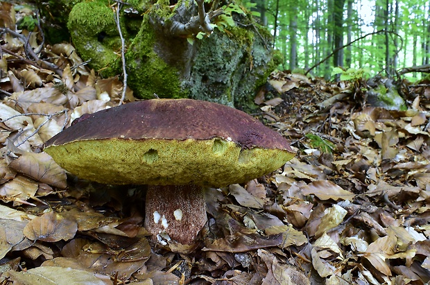 hríb sosnový Boletus pinophilus Pil. et Dermek in Pil.