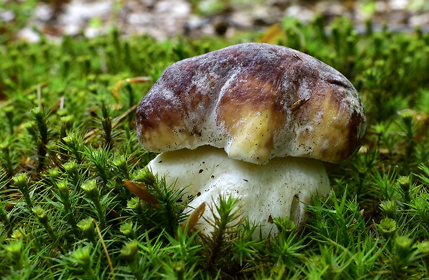 hríb sosnový Boletus pinophilus Pil. et Dermek in Pil.